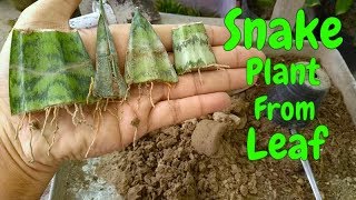 How to Grow Snake Plant  Sansevieria From Leaf Cutting [upl. by Elberfeld]