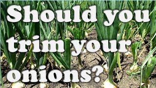 Trimming Onions for Bigger Bulbs A Myth [upl. by Killarney]