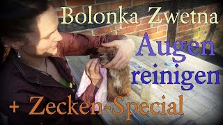 Bolonka Zwetna Augenpflege  Bolonka Augen tränen  Bolonka Augen säubern  Hund Zecken entfernen [upl. by Dachi225]