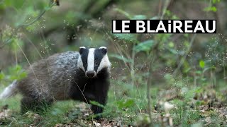 Le blaireau [upl. by Chlo]