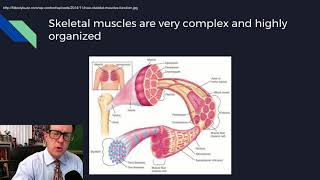 Physiology Lecture 08 Excitable Tissues [upl. by Alleyne238]