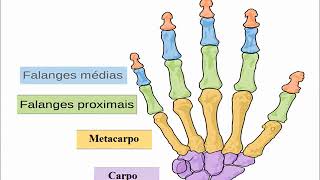 Anatomia do Esqueleto Humano [upl. by Barcot516]