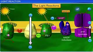 CBSE Class 11 Biology  Photosynthesis in Higher Plants  Full Chapter  By Shiksha House [upl. by Maitund]