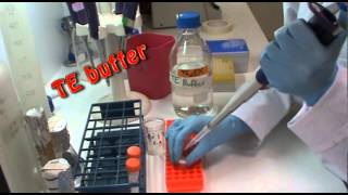 DNA extraction in the lab [upl. by Titania]