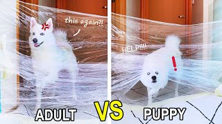 Puppy can DO THIS better than adult INVISIBLE WALL CHALLENGE  MiniMoochi [upl. by Dorita]