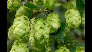 Hopfen [upl. by Aihsikal686]