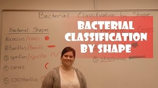 Bacteria Classification by Shape [upl. by Eronel883]