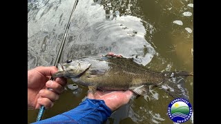 Fishing Tips for Housatonic River Smallmouth Bass [upl. by Mongeau]