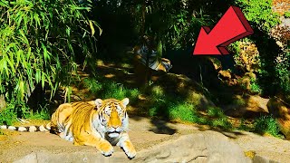 Oregon Zoo In Portland Full Virtual Tour [upl. by Eglanteen742]