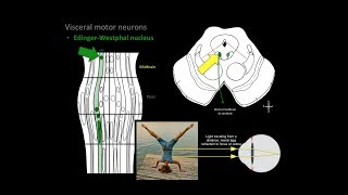 How To Remember Cranial Nerves [upl. by Kaila404]