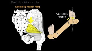 Deep hip rotator muscles [upl. by Ahsauqram274]