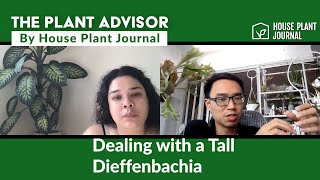 Cutting Back a Dieffenbachia  The Plant Advisor [upl. by Jori]