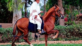 Caballo Peruano de Paso  Enfrenadura y Adiestramiento [upl. by Assilim]