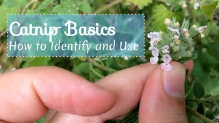 Catnip Basics How to Identify and Use [upl. by Anieral]