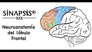 Lóbulo frontal neuroanatomía funcional [upl. by Eirrej]