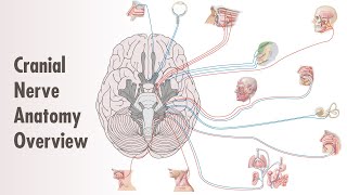 How to Remember the Cranial Nerves Mnemonic  EASIEST WAY [upl. by Airetnuhs]