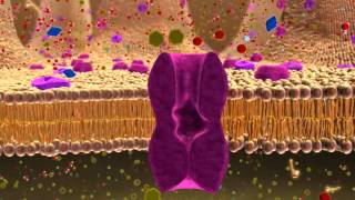 BIO 137 Membrane Transport Activity [upl. by Neelrihs171]