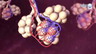 Biología El oxígeno y la respiración [upl. by Arraet8]