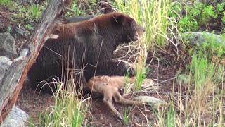 Bear eats elk calf alive  RAW uncut version  Yellowstone National Park [upl. by Donny]