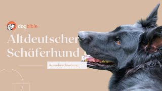 Altdeutscher Schäferhund Urrasse im Rasseportrait [upl. by Jehius260]