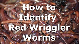 How to Identify Wild Red Wiggler Worms  Eisenia Fetida [upl. by Renner]