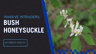 Invasive Intruders Bush Honeysuckle [upl. by Thomas]