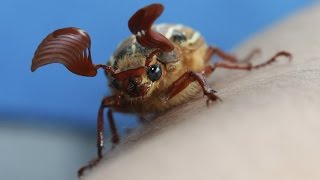 Backyard Critters June Beetle [upl. by Trueman]