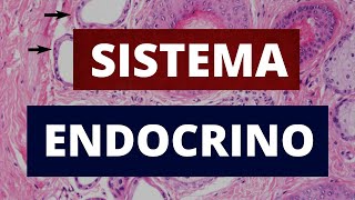 SISTEMA ENDOCRINO [upl. by Sirrad]