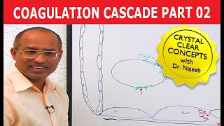 Coagulation Cascade  Part 212 [upl. by Archibaldo911]