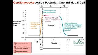 The Cardiac Muscle Action Potential EXPLAINED [upl. by Elleinnad]