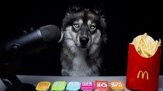 ASMR Dog Reviews McDonalds Sauces [upl. by Maon895]