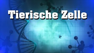 Tierische Zelle  Aufbau und Bestandteile [upl. by Tahp]