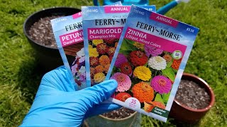 Planting Annual Flower Seeds in Containers  Marigolds Petunias and Zinnias [upl. by Yessej]