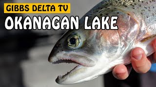 Okanagan Lake Rainbow Trout  Gibbs Delta TV Episode Five [upl. by Bordy]