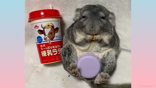 Cute Chinchilla Compilation 2020 [upl. by Erait347]