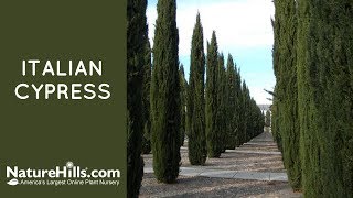 Italian Cypress  Naturehillscom [upl. by Hassett]