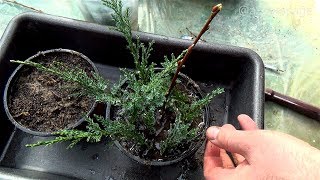 HOW TO GROW PLANTS FROM CUTTINGS  CYPRESS TREE PROPAGATION [upl. by Einner]