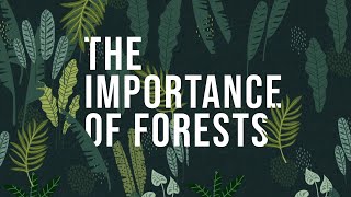 The Importance of Forests  How to protect Forests [upl. by Forras]