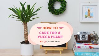 How To Care For A Yucca Plant  Apartment Therapy [upl. by Fachanan]