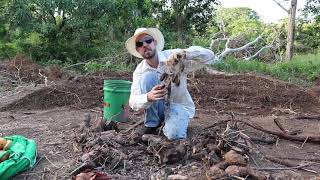 How to Dig Yam Beds and Plant Yams Dioscorea spp [upl. by Bertha944]