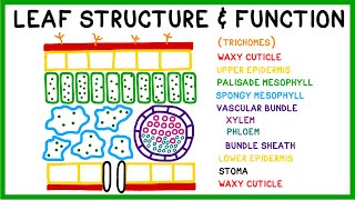 Leaf Structure and Function [upl. by Teiluj]