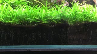 CaribSea Eco Complete Planted Aquarium Substrate [upl. by Ahsiya775]