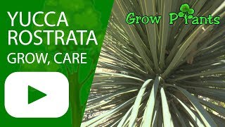 Yucca rostrata  grow amp care [upl. by Illek]