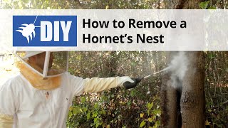 How to Get Rid of Wasps amp Hornets  Nest Removal [upl. by Meridel681]