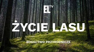 Życie lasu – bogactwo przyrodnicze [upl. by Ogeid273]