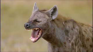 Wild Life  Spotted Hyenas Documentary 2020 Full HD 1080p [upl. by Block253]