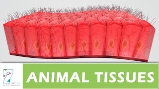 ANIMAL TISSUES  PART 01 [upl. by Gallard12]