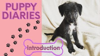 Puppy Diaries  Bedlington Whippet 8 Weeks Old [upl. by Isidor]