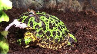 Ceratophrys ornata Male  feeding time dead adult mouse [upl. by Tsew]