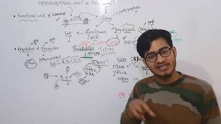 Transcription Unit amp the GENE Monocistronic amp Polycistronic arrangement by Vipin Sharma [upl. by Anica]